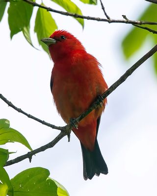 Scarlet Tanager