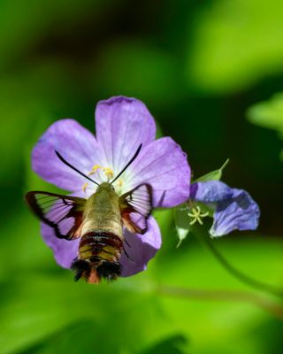 Clearwing Sphinx Moth