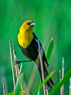 Yellow-headed Blackbird, Des Plaines River Trailway, IL