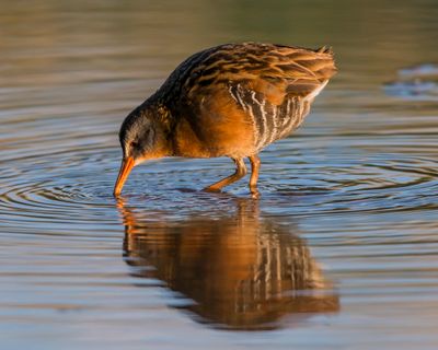 Virginia rail feeding