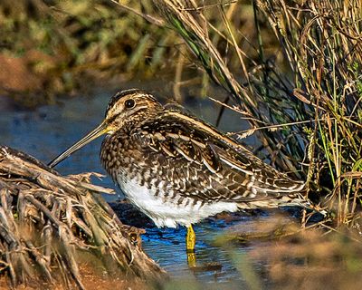 Wilson's Snipe