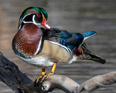 Wood Duck