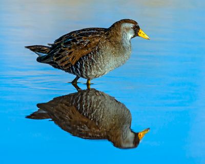 Sora reflection