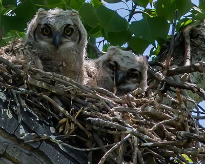 Great Horned Owl Chicks in a Cottonwood Tree