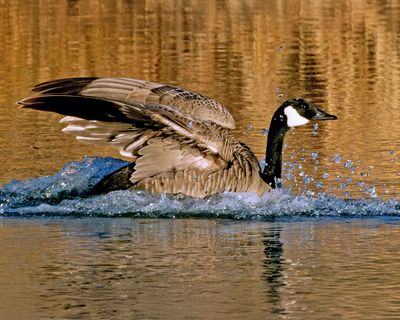 Canada Goose landing