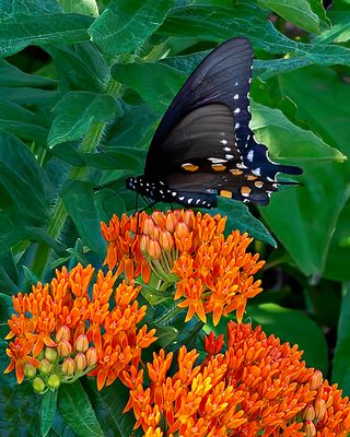 Pipevine Swallowtail