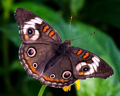 Buckeye Butterfly.jpg