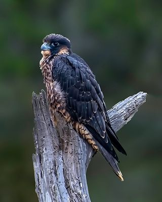 Juvenile Peregrin Falcon