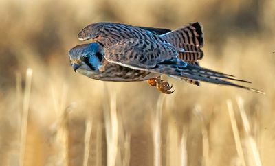 American Kestral