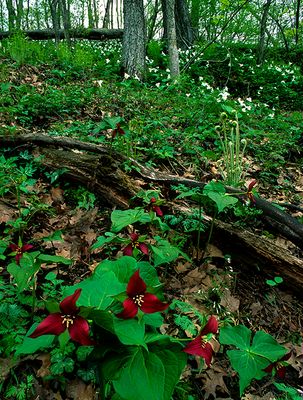 Red Trillium scenic.jpg