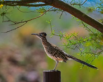Roadrunner in my backyard