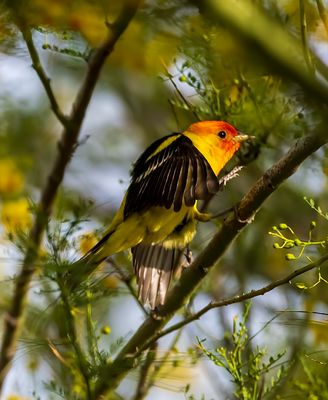 Western tanager