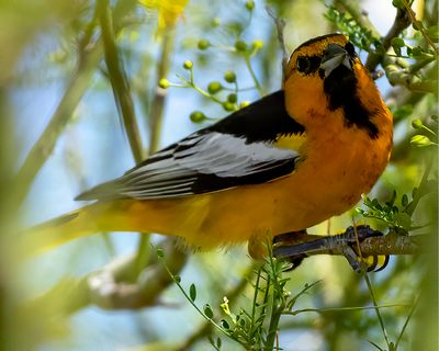 Birds of the Verde Valley, Mingus Mountain, Payson, and Prescott Valley, AZ