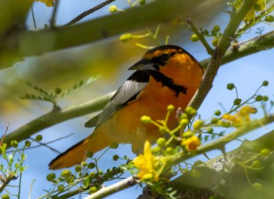 Birds of the Verde Valley, Mingus Mountain, Payson, and Prescott Valley, AZ