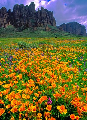 Poppies, Lost Dutchman State Park,  AZ