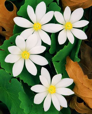 Bloodroot, Rollins Savana Forest Preserve, IL