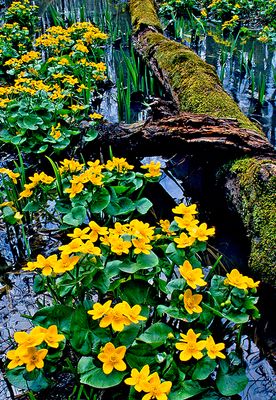  Marsh Marigolds, Daniel Wright Woods, Lake County, IL