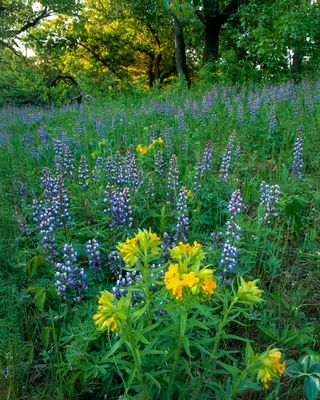 Lupines and Puccoon, Illinois Beach S.P., IL