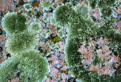 Lichens begin weathering process on biotite, orthoclase, and quartz in a coarse granite, Lake Buchanan, TX