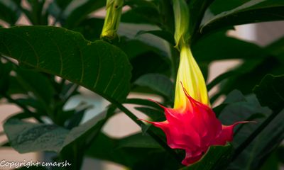 _RMR1376-Enhanced-NR.jpg