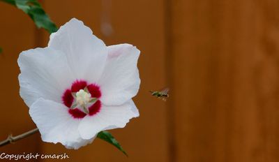 From the Garden - 2024
