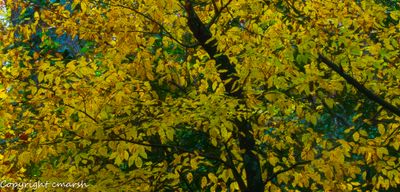 _RMR2595-Enhanced-NR.jpg