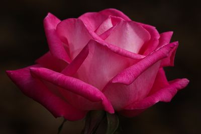 1J3A7642.jpg