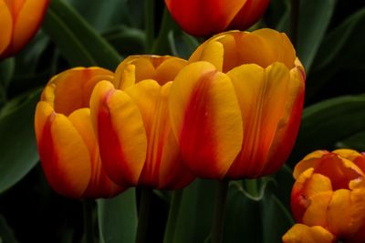 spring_flowers_23