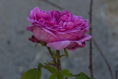 8I3C9273.jpg