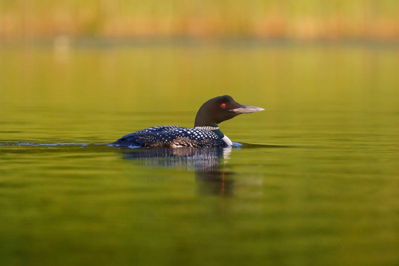 Plongeon Huard (Common Loon)
