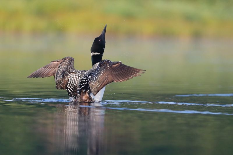Plongeon Huard (Common loon)