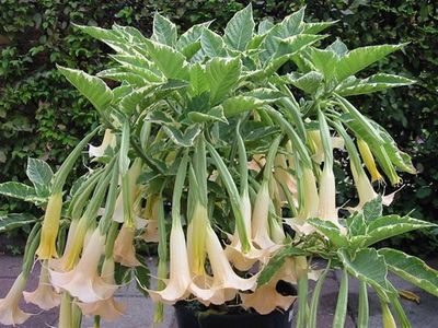Annie's Brugmansia.bmp