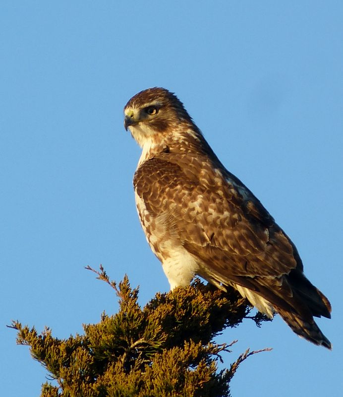 redtail 759