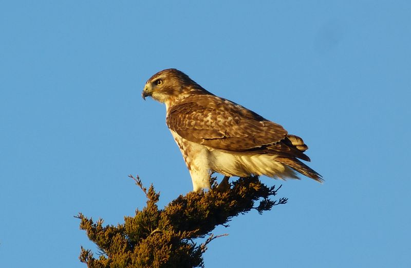 redtail 743
