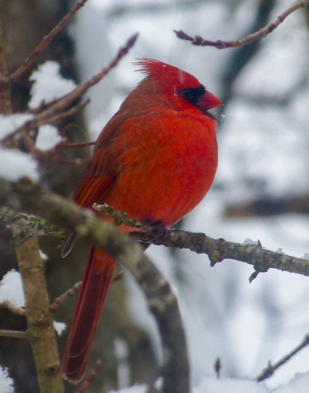 cardinal 053