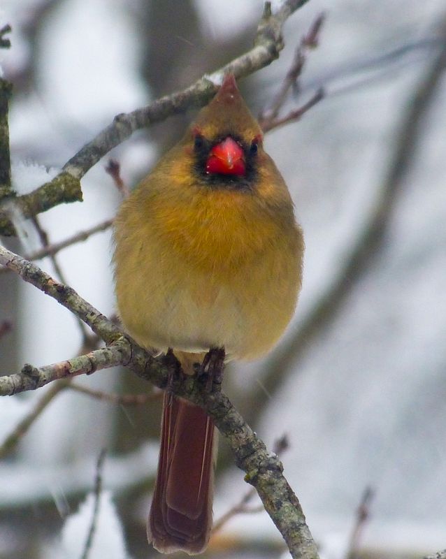 cardinal 060