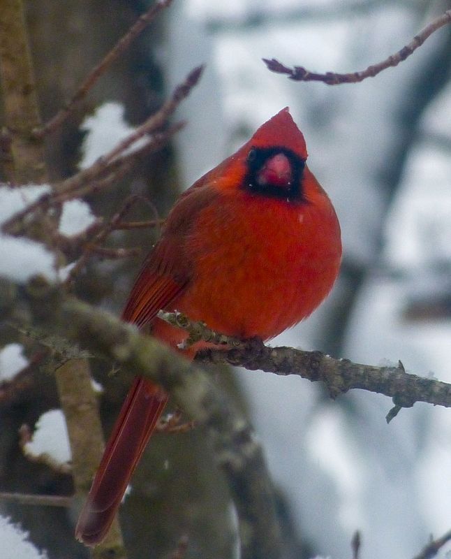 cardinal 040