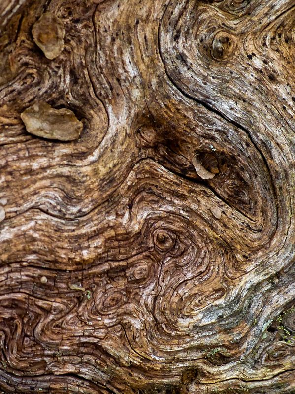 woodscape 294