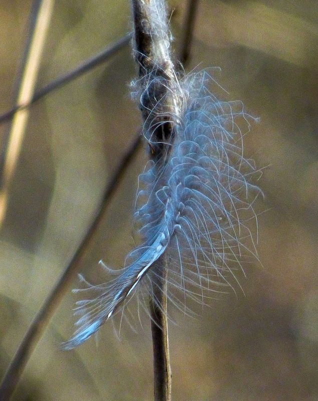 feather weight 502
