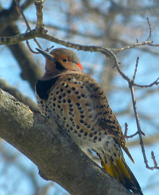 flicker 547