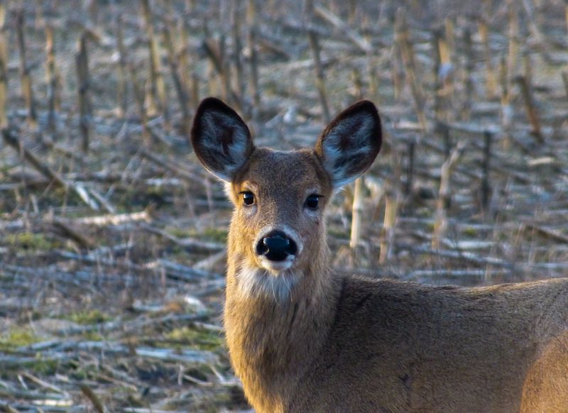 white tail 491