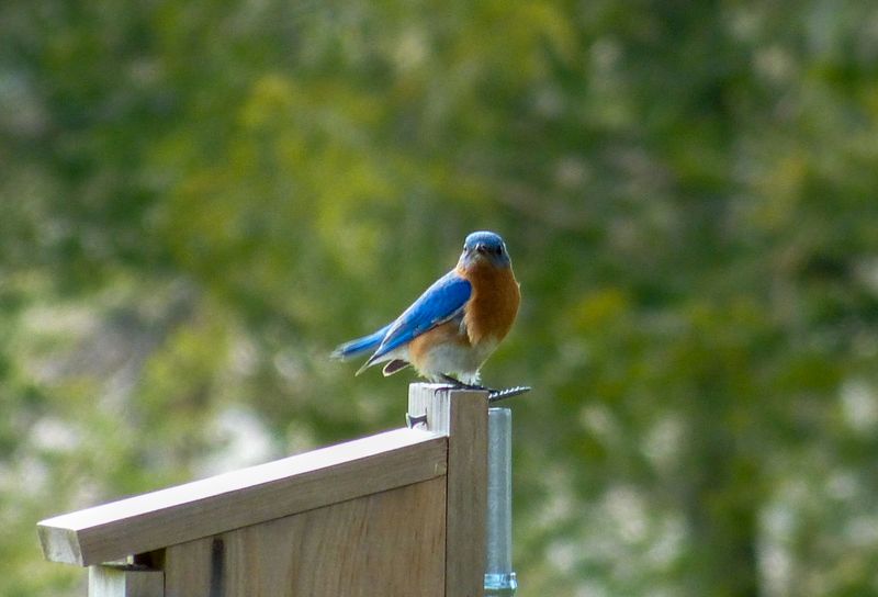 eastern blue 555