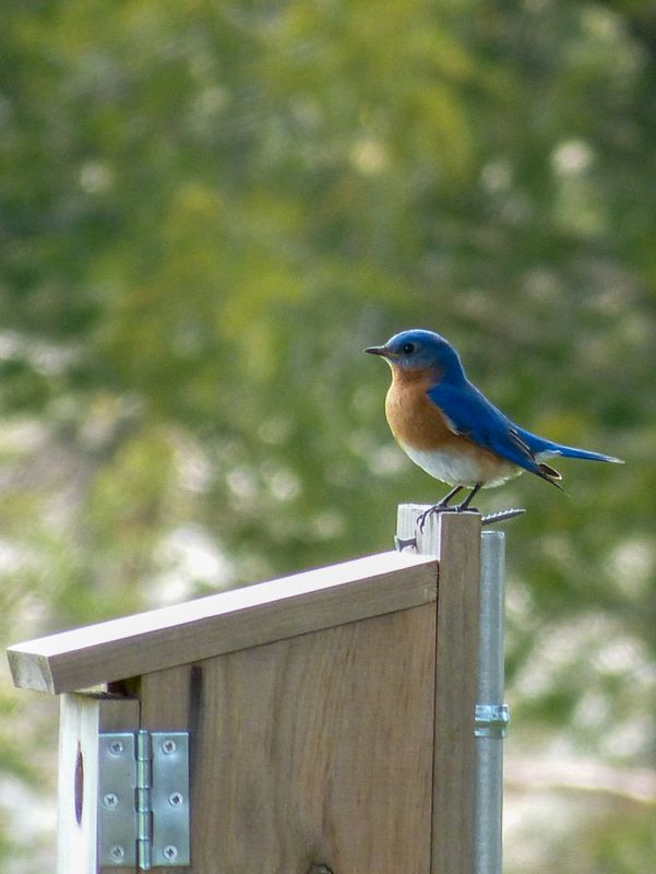 eastern blue 558