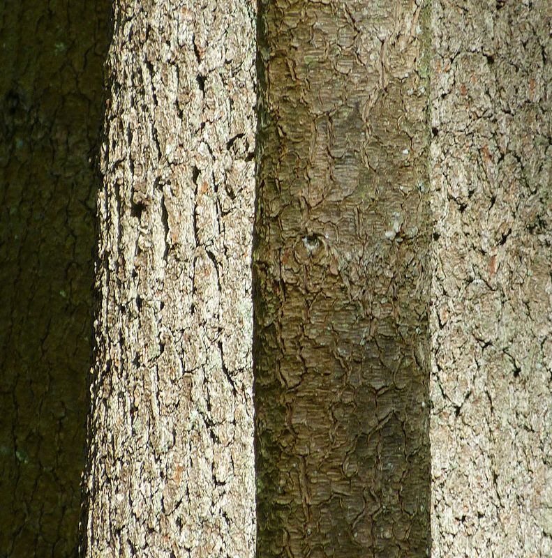the woods 434