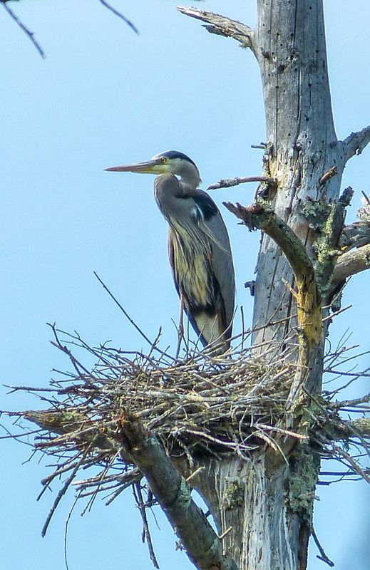 great blue heron 426