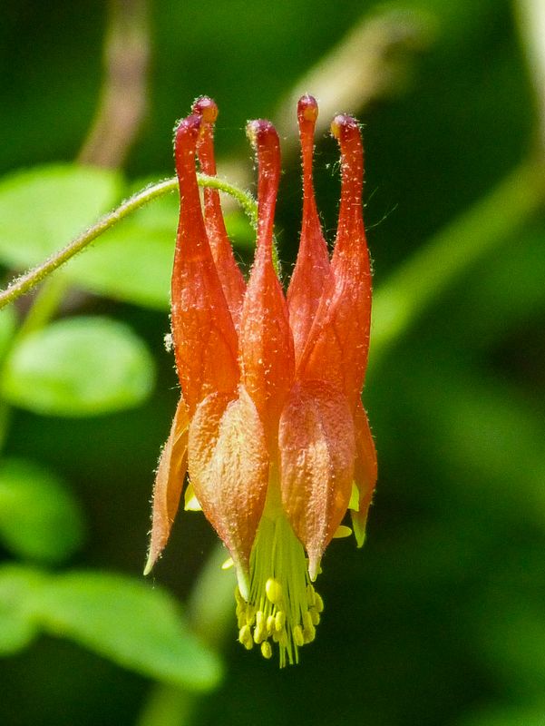 sweet columbine 456