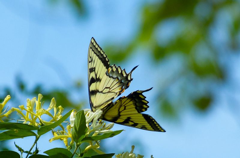 tiger swallowtail  487