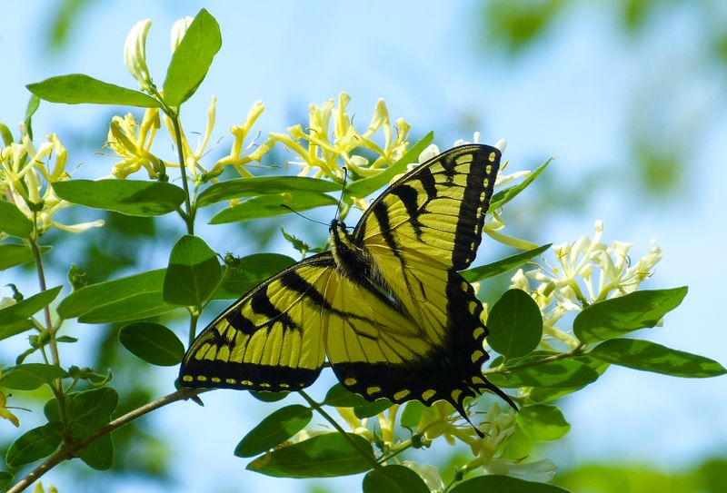 tiger swallowtail 479