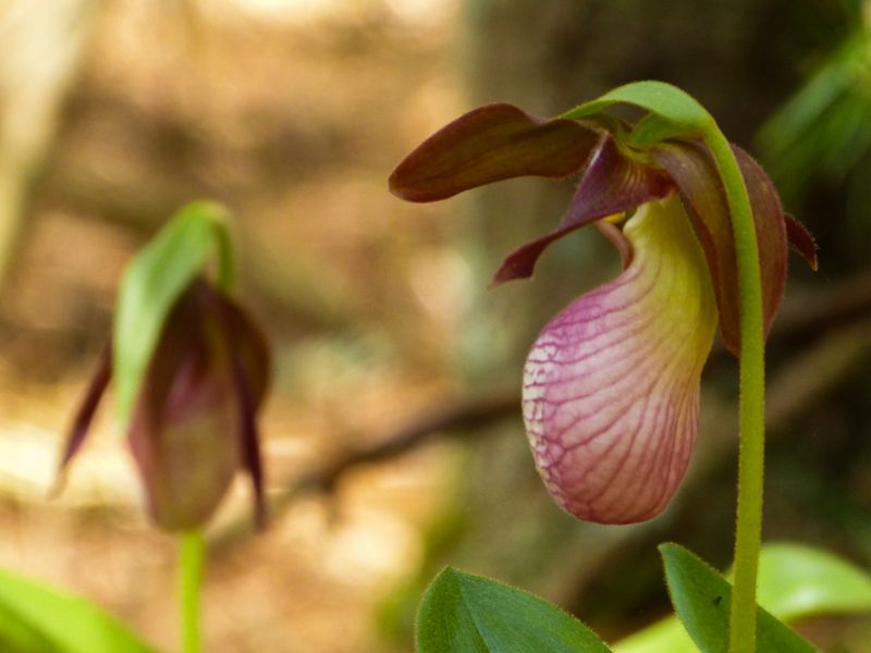 lady slipper 027