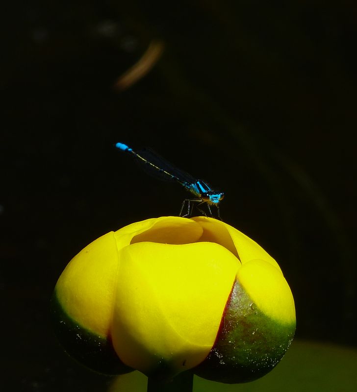 pond lily landing 760